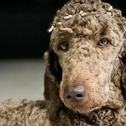Goldendoodles and Poodles from Goldendoodles at poppy’s Ranch