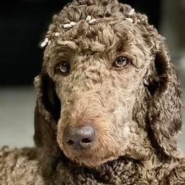 Goldendoodles and Poodles from Goldendoodles at poppy’s Ranch