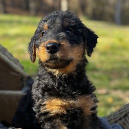Riggs - Black and tan Airedale Terrier puppy in Mooresville, North Carolina from Farm 55