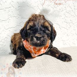 Indie - Phantom female Goldendoodle puppy in California City, California from Summer Sun Doodles