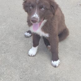 Girl 6 - Australian Shepherd puppy in Tennessee from Cedar Stone Aussiedoodles