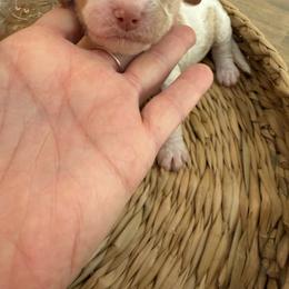 Snow Queen - Parti female Goldendoodle puppy in Lexington, North Carolina from Southern Grace Acres