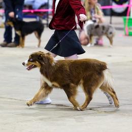 Champ - Miniature Australian Shepherd
