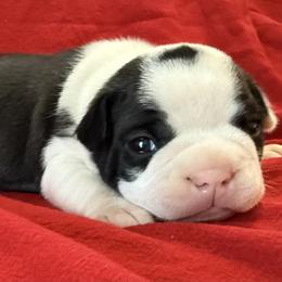 Tinsel - Black and white male Boston Terrier puppy in Kingsport, Tennessee from Dreamweaver Bostons