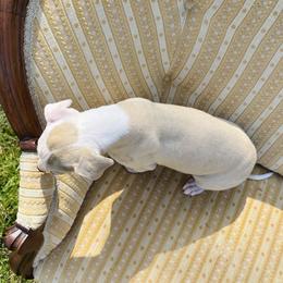 Ricardo - White and fawn male Whippet puppy in Kingston, Tennessee from Smithfield Park
