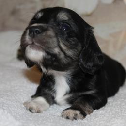 Piper - Black and cream female Dachshund puppy in Roanoke, Alabama from 3B Doxies