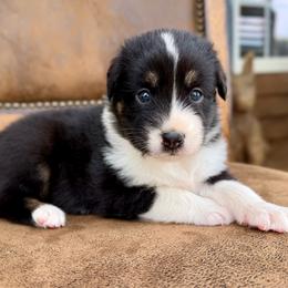 Liza - Black & white female Australian Shepherd puppy in Statesville, North Carolina from Charming Australian Shepherds