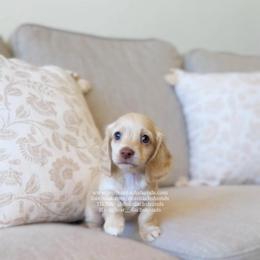 Viserys - Cream male Dachshund puppy in Cape Coral, Florida from Dear Dachshunds