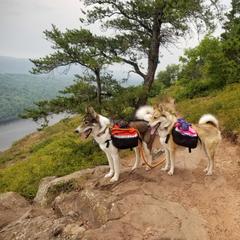 West Siberian Laika All Grown Up from Campfire WSL