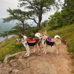 West Siberian Laika All Grown Up from Campfire WSL