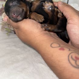 Aussiedoodle, Bernedoodle, Goldendoodle, and Poodle Puppies from Vallevistadoodles