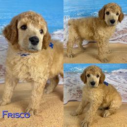 Frisco - Apricot male Poodle puppy in Swansboro, North Carolina from Monarch Standard Poodles