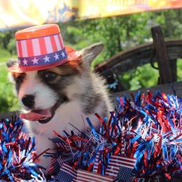 Cinderella - Sable female Pembroke Welsh Corgi puppy in Valley, Washington from Corgis of the Mountain Valley