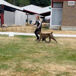 Boerboel All Grown Up from Romboel farm dogs