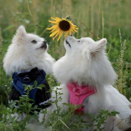 Pomeranians from Pomeranian Puppies