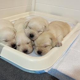 Labrador Retriever Puppies from BellaVista Labradors LLC