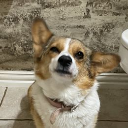 Bria - Pembroke Welsh Corgi