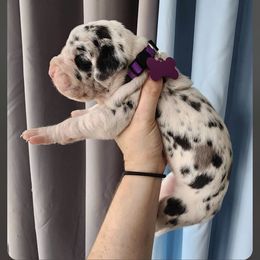 Girl 2 - Harlequin Great Dane puppy in Michigan from Garrow Danes House of Blues