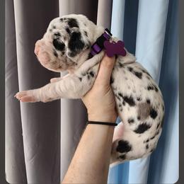 Girl 2 - Harlequin Great Dane puppy in Michigan from Garrow Danes House of Blues