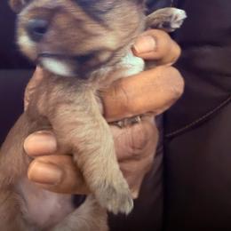 Girl 3 - Brindle female Shih Tzu puppy in Florida from Shih tzus and Shorkies Galore