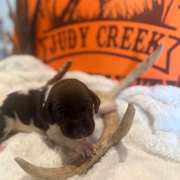 Purple - Liver roan female German Shorthaired Pointer puppy in Ozark, Alabama from Judy Creek GSP's