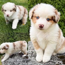 Violet - Red merle female Miniature American Shepherd puppy in Spanaway, Washington from Meadow Run Mini American Shepherds