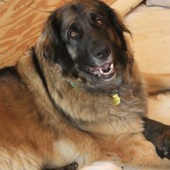 Leonbergers from Bautzen Leonbergers