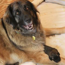 Leonbergers from Bautzen Leonbergers