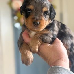 Red❤️ - Blue merle male Aussiedoodle puppy in Granbury, Texas from Triple Cross Doodles