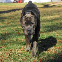 Argo - Cane Corso