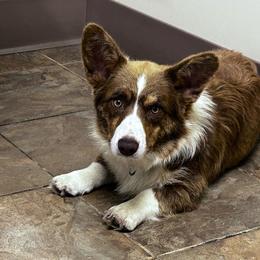 Call - Liver and white male Cardigan Welsh Corgi puppy in Kerens, West Virginia from Leather & Lace