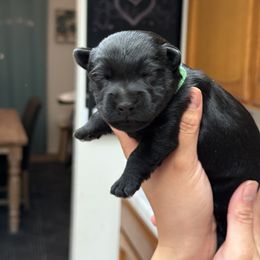 Scottish Terrier Puppies from Santas Scotties