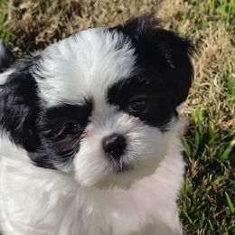 1 Sambo - Black and white male Shih Tzu puppy in Grand Prairie, Texas from R&R Shih-Tzus & Stud Services