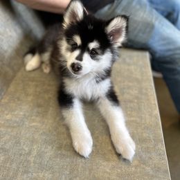 Obi - Black and white Pomsky puppy in Sudbury, Massachusetts from Teddy Bear Pomskies
