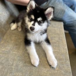 Obi - Black and white Pomsky puppy in Sudbury, Massachusetts from Teddy Bear Pomskies