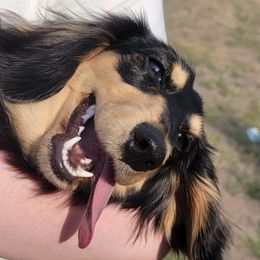 Dachshunds from Cool Runnin Dachshunds