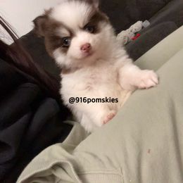 Pomsky Puppies from 916 Pomskies