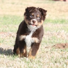 Australian Shepherd Puppies from Rockin Rafter L Aussies