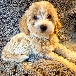 Boy 1 'Lincoln' - Parti male Goldendoodle puppy in Kearneysville, West Virginia from Daydreamer