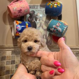 William - Cream male Poodle puppy in Oceanside, New York from Anastasia Poodles three four seven seven five four two three four five