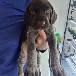 Maggie - Liver roan female German Shorthaired Pointer puppy in Hardy, Virginia from Erica Jackson