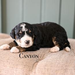 Boy 1 - male Bernedoodle puppy in Tucson, Arizona from Sun Valley Goldendoodles