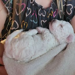 Bichon Frise and Cavalier King Charles Spaniel Puppies from Beloved Bichons & Cavaliers