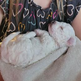 Bichon Frise and Cavalier King Charles Spaniel Puppies from Beloved Bichons & Cavaliers