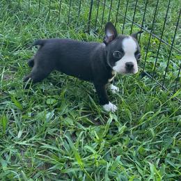 Mitchell - Seal and white male Boston Terrier puppy in Fillmore, Illinois from Wind Hill Puppies
