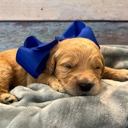 Biscuit - Cream male Goldendoodle puppy in The Woodlands, Texas from Gracie's Goldendoodles and Bernedoodles