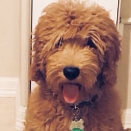 Goldendoodle Puppies from Jessie’s Doodles