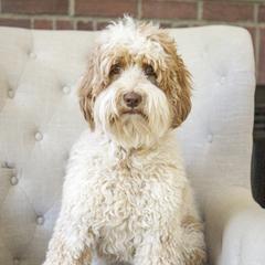 Josie - Australian Labradoodle