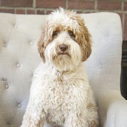 Josie - Australian Labradoodle