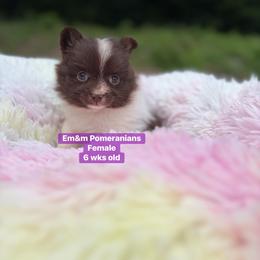 Choc parti female 3200 no breeding rights - Chocolate parti female Pomeranian puppy in Kentucky from Em&M Pomeranians